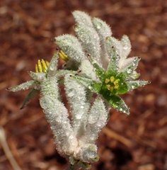 P1215270a.jpg
